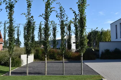 Bigger view of In de kijker: Tuinarchitectuur Vranckx