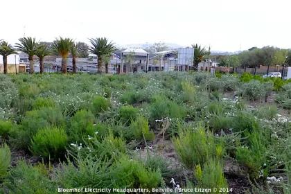Bigger view of Picture courtesy of New World Associates, Landscape Architects.