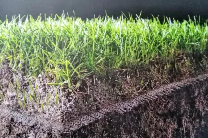 Bigger view of The strength of a pitch lies in its roots