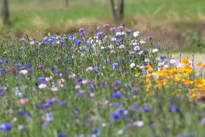 Bigger view of Nationale Grasdag - Pittem