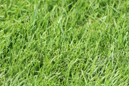 Bigger view of Nationale Grasdag - Pittem