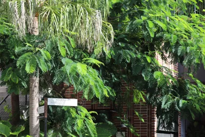 Bigger view of West End Village Australia TerraCottem