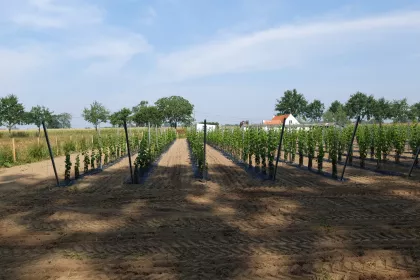 Bigger view of Aanplanting van wijnranken met TerraCottem Universal