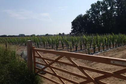 Bigger view of Aanplanting van wijnranken met TerraCottem Universal