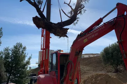 Bigger view of Salvar la Encina wil één van de ernstigste milieueffecten, de willekeurige ontbossing van een groot deel van het inheemse bos, tot een minimum beperken.