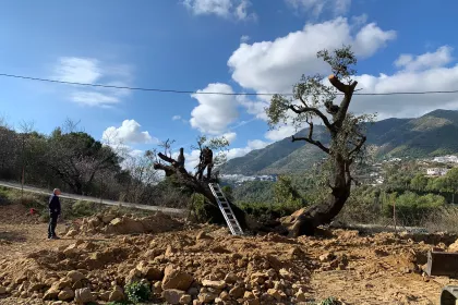 Bigger view of Salvar la Encina wil één van de ernstigste milieueffecten, de willekeurige ontbossing van een groot deel van het inheemse bos, tot een minimum beperken.