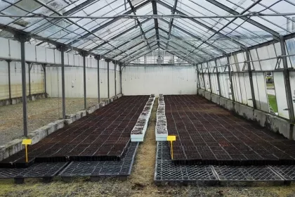 Bigger view of Sown planting trays with TerraCottem Universal recently placed in the greenhouses .
