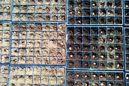 Bigger view of Visual comparison of the seed trays. Left: without TerraCottem Universal; Right: with TerraCottem Universal. The TerraCottem treated soil is able to store more water.
