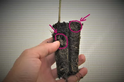 Bigger view of Sessile oak root system growing through the TC polymers (in a cell).