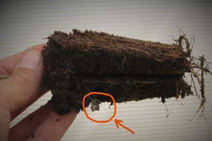 Bigger view of Sessile oak root system growing through the TC polymers (in a cell).