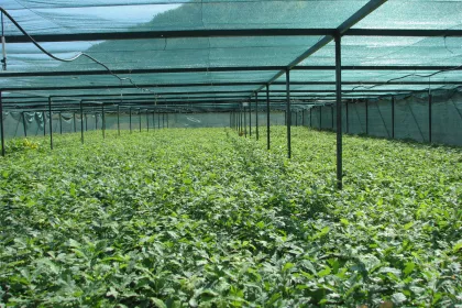 Bigger view of November 15, 2017: Seedlings in planting trays relocated from greenhouses to exterior.