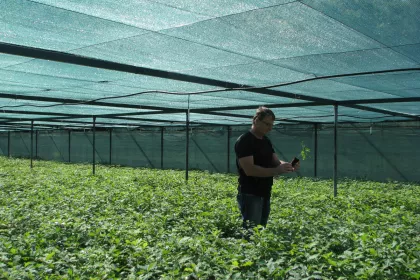 Bigger view of Ing. Ivan Varchol, Head of ŠS Šarišské Michaľany, checks the quality of winter oak seedlings before distribution.
