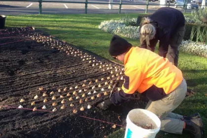 Bigger view of It’s produced by a team of experts, painstakingly preparing the beds before setting out bulbs and or seedlings twice each year.