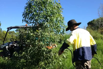 Bigger view of Bush Regenerator, John Cameli, one of Australian Wetland’s key staff members on this project sprays herbicide around a one year old tree. Planted with Terracottem to buffer against stress, it’s not surprising to see healthy growth like this.