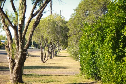 Bigger view of This shot taken of a streetscape in Chinchilla shows how green a space can be even where rainfall and powerlines act as constraints.