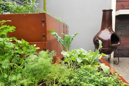 Bigger view of Growing herbs using TerraCottem Universal in a residential inner city court yard, Australia.