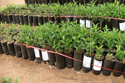 Bigger view of Orange tree nursery: left = control; right = TerraCottem Universal.