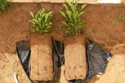 Bigger view of Orange tree cultivation: left = control; right = TerraCottem Universal.