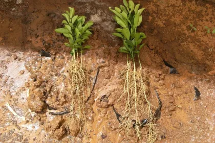 Bigger view of Orange tree cultivation: left = control; right = TerraCottem Universal.