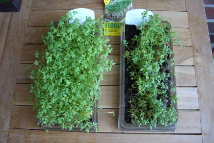 Bigger view of Garden cress. Left = TerraCottem Universal; right = control.