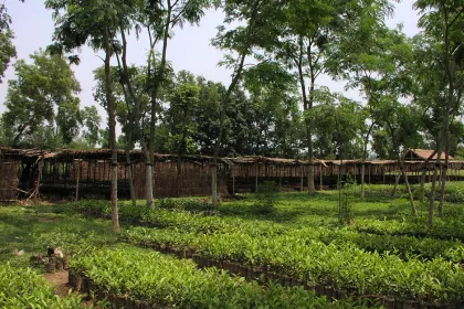 Bigger view of Camellia sinensis (tea) cultivation with TerraCottem Universal, Bangladesh.