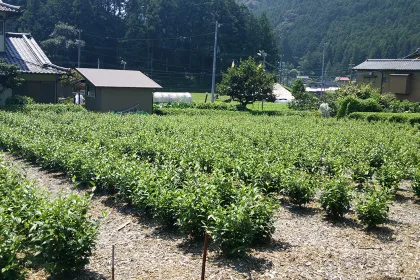 Bigger view of Camellia sinensis (tea) cultivation with TerraCottem Universal, Japan.