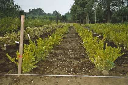 Bigger view of Buxus sempervirens cultivation with TerraCottem Universal, Germany.