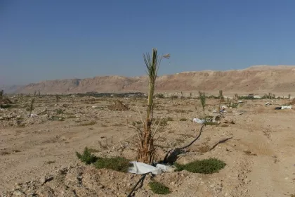 Bigger view of Phoenix dactylifera (date palm) cultivation with TerraCottem Universal.