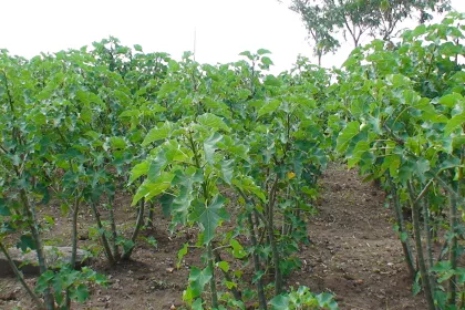 Bigger view of Jatropha curcas cultivation with TerraCottem Universal, Kenya.