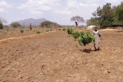 Bigger view of Mango cultivation with TerraCottem Universal, Kenya.