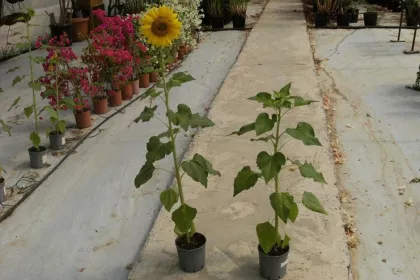 Bigger view of Helianthus (sunflower) cultivation. Left = 5g of TerraCottem Universal per pot; right = control.