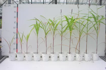 Bigger view of Zea mays (corn) trial in greenhouse, Destelbergen, Belgium. From left to right increasing amounts of TerraCottem Universal (g/l).