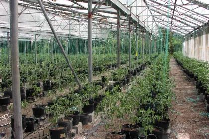 Bigger view of Lycopersicum (tomato) cultivation with TerraCottem Universal.