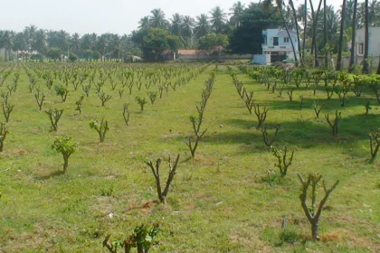 Bigger view of TerraCottem Complement application in horticulture.