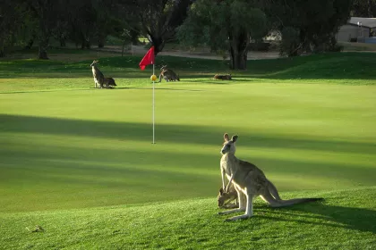 Bigger view of TerraCottem soil conditioning technology at Canberra's Federal Golf Club, Australia.