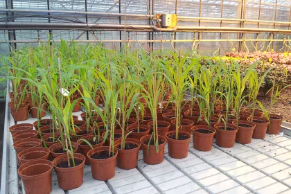 Bigger view of TerraCottem’s R&amp;D department is continuously screening new products to improve its soil conditioners’ performances.