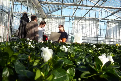 Bigger view of These trials (bioscreening) are carried out in the Belgian Experimental Station for Ornamental Plants in Destelbergen.