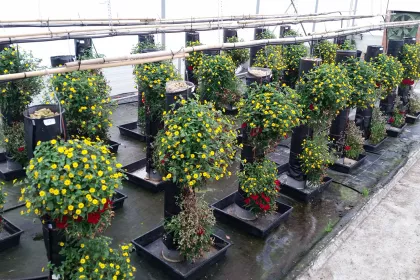 Bigger view of We aim at endorsing and certifying our product's benefits by Universities and independent laboratories - flower trial at Belgian Experimental Station for Ornamental Plants in Destelbergen.