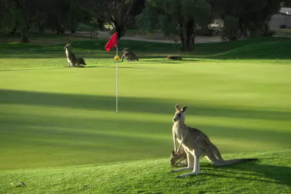 Bigger view of TerraCottem Turf application in golf courses