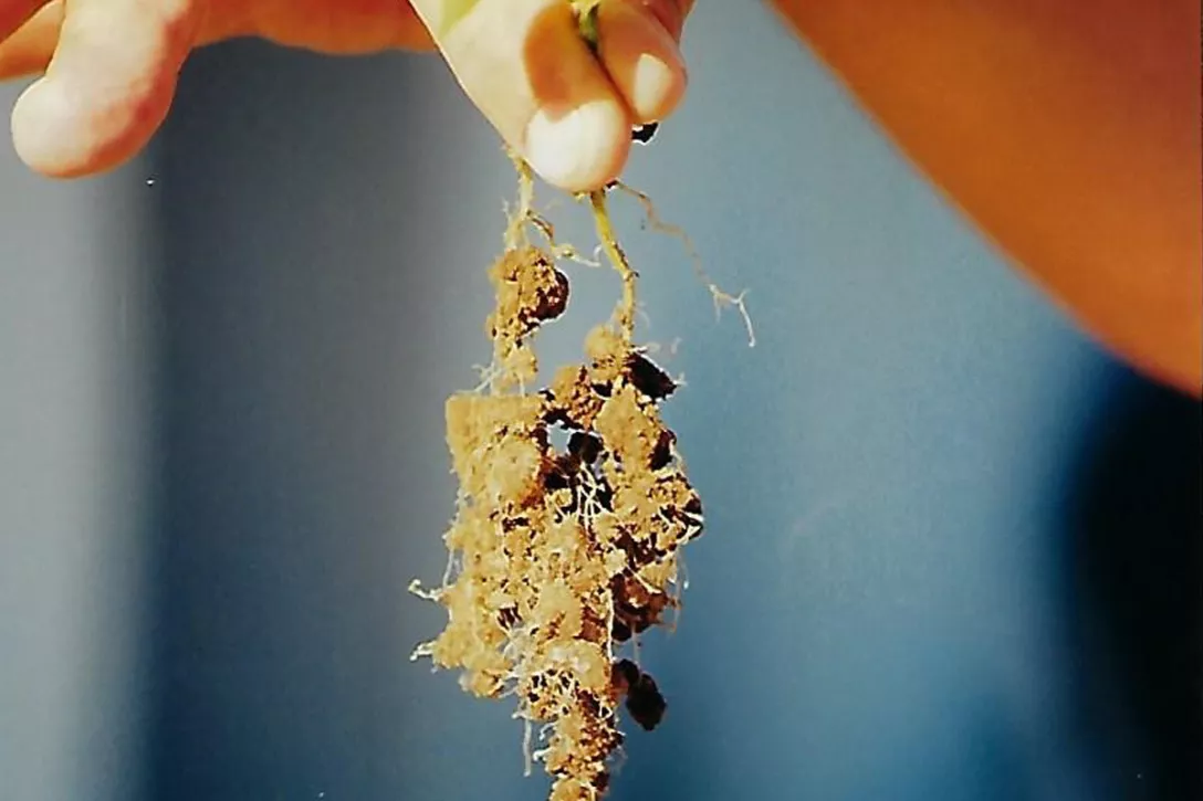 Are plant roots competing with our hydro absorbant polymers for the same water?