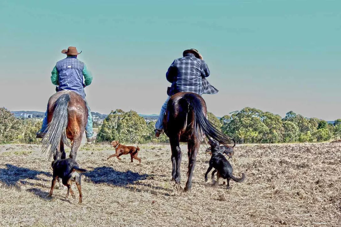 A swamp. Some dollars. &amp;amp; wild cattle.