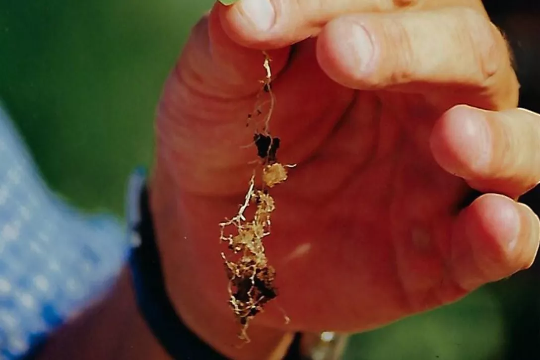 Are plant roots competing with our hydro absorbant polymers for the same water?