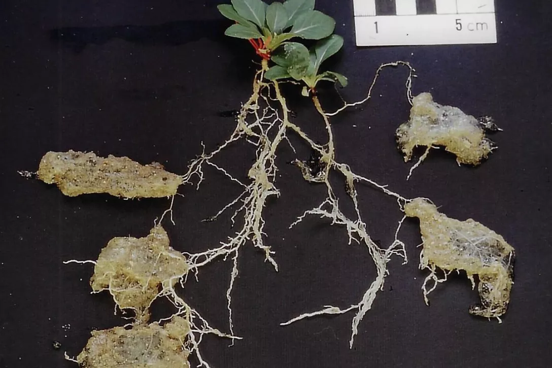 Les racines des plantes sont-elles en concurrence avec nos hydro rétenteurs pour la même eau ?