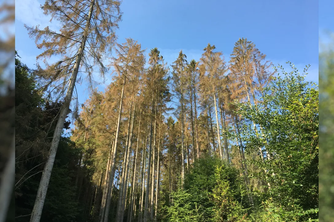 Hoe inboet van bomen, heesters en vaste planten beperken?