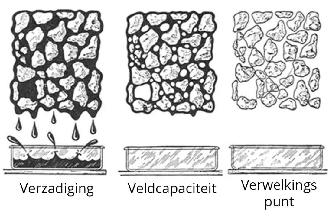 Hoe hoger de waterretentiecapaciteit van een bodemverbeteraar, hoe meer water er beschikbaar is voor de plant?