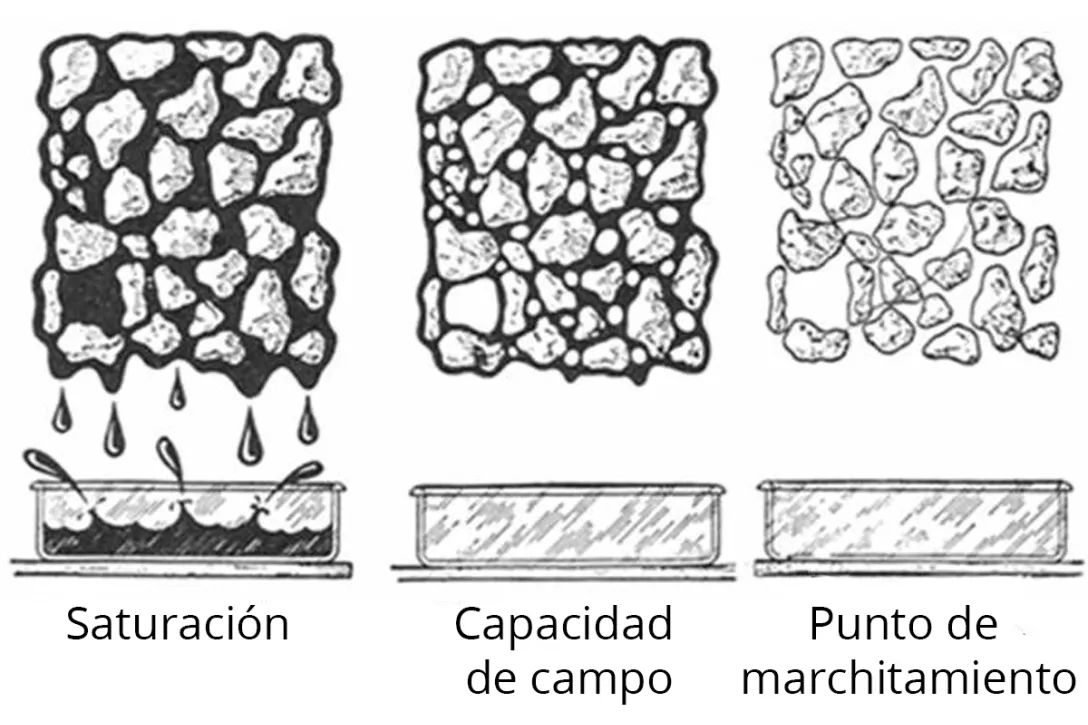 ¿Cuanto mayor sea la capacidad de retención de agua de un acondicionador de suelo, más agua estará disponible para la planta?