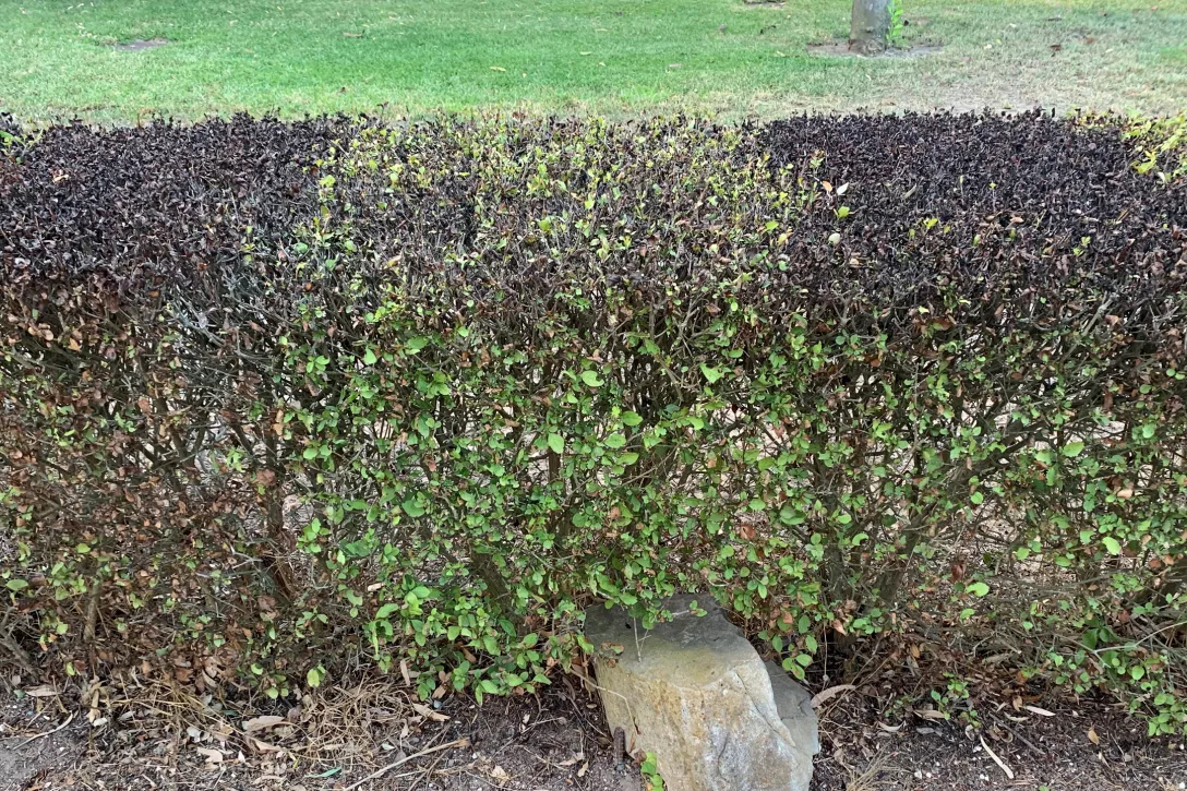 Hoe inboet van bomen, heesters en vaste planten beperken?
