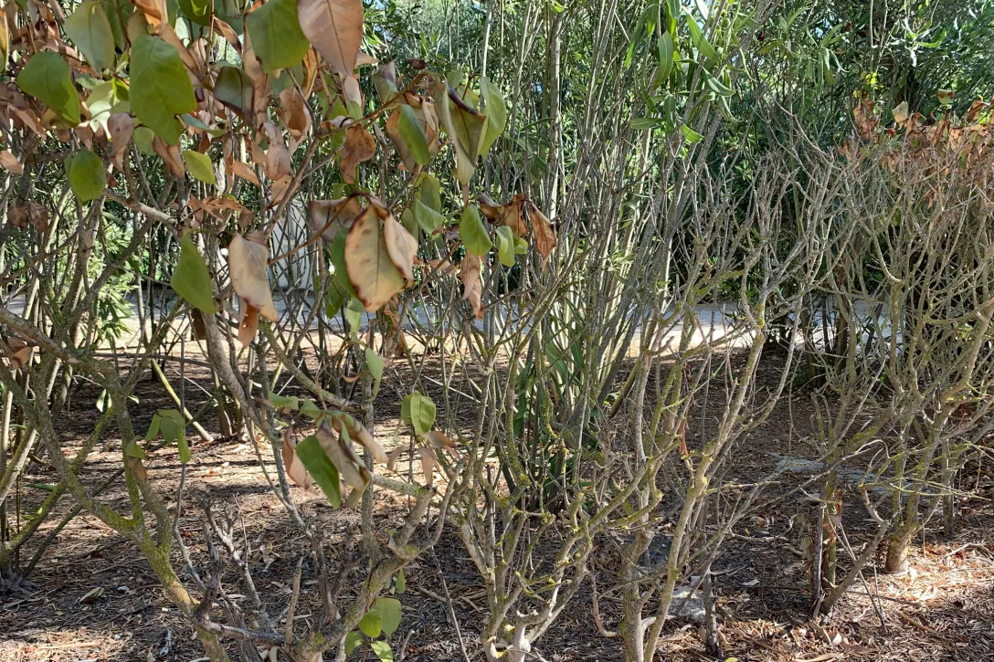Hoe inboet van bomen, heesters en vaste planten beperken?