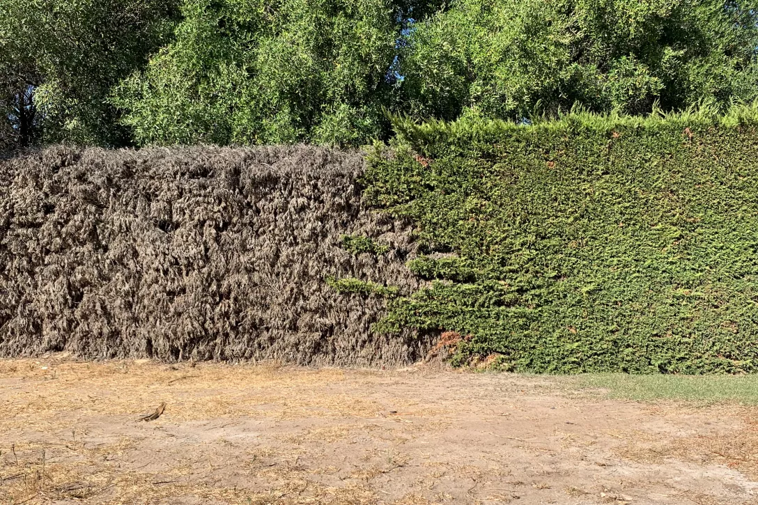 Hoe inboet van bomen, heesters en vaste planten beperken?