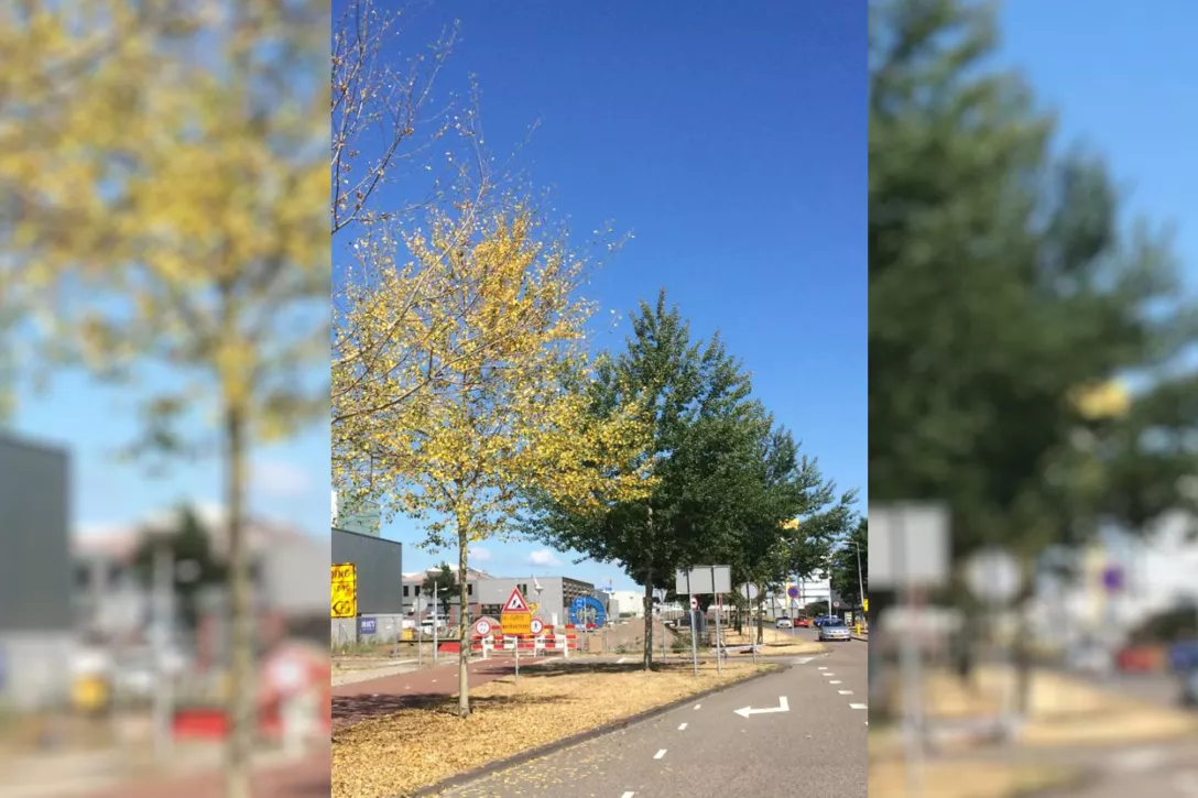 Hoe inboet van bomen, heesters en vaste planten beperken?